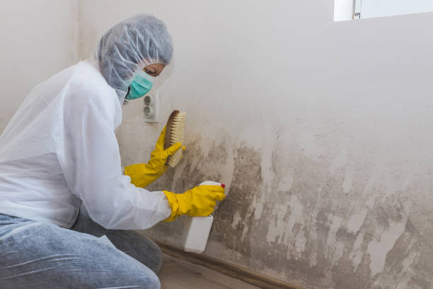 Best Commercial Mold Removal  in St Marys, PA