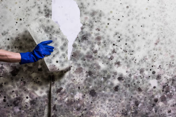 Best Commercial Mold Removal  in St Marys, PA