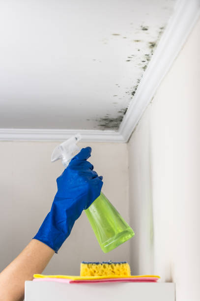 Best Mold Remediation  in St Marys, PA