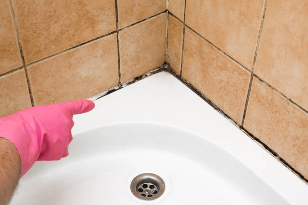 Best Emergency Mold Removal  in St Marys, PA